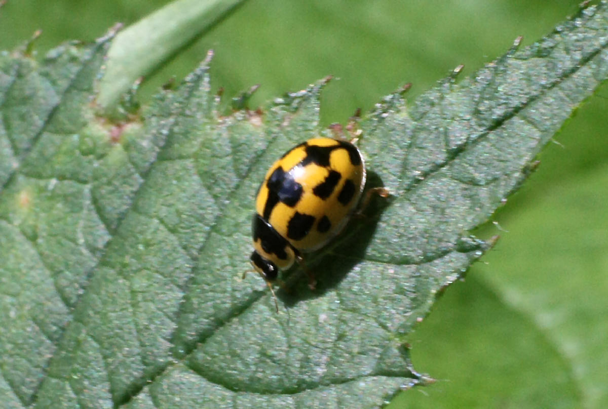 Propylea quatuordecimpunctata